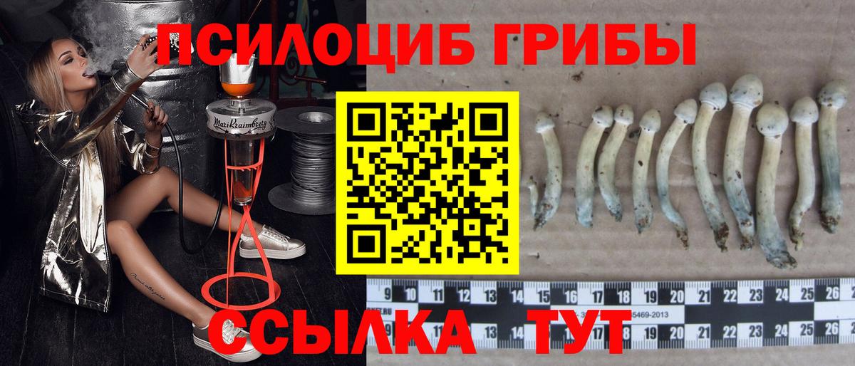 Псилоцибиновые грибы мицелий Дедовск